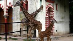 Four-month-old giraffe calf is seen next to its parents at their enclosure in Buenos Aires' zoo