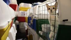 Cats wait to be loaded into trucks after arriving from Lebanon by cargo jet in Las Vegas