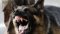 A police dog reacts as protesters clash with law enforcement troops during a demonstration outside Mineirao stadium, where the Confederations Cup soccer match between Japan and Mexico is taking place, in Belo Horizonte