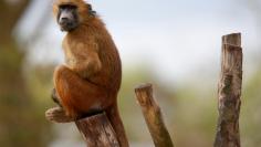 FILE PHOTO: A Guinean Baboon is seen at the Paris Zoological Park in the Bois de Vincennes in the east of Paris