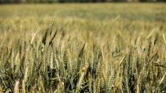 FILE PHOTO: An early crop of wheat in the Central Valley in Davis