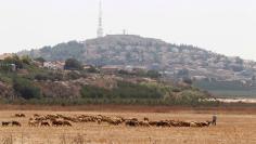 FILE PHOTO: A herd of sheep graze near the Lebanese-Israeli border in Kfar Kila village