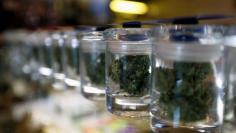 FILE PHOTO - A variety of medicinal marijuana buds in jars are pictured at Los Angeles Patients & Caregivers Group dispensary in West Hollywood