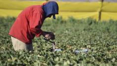 A farmworker picks strawberries at a farm in the town of San Quintin