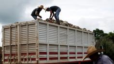 Farmers know as Jimador load up a truck of hearts of blue agave in a plantation in Tepatitlan