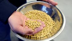 A sample of clean, processed soybeans at Peterson Farms Seed facility in Fargo