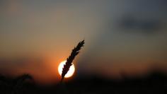 A stalk of soft red winter wheat is seen against the setting sun in Dixon, Illinois, July 16, 2013.    REUTERS/Jim Young 