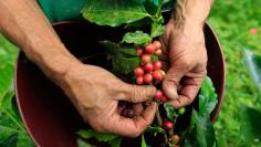 It takes 5 years for a coffee tree to mature, and while the trees can grow to 30 feet tall, they're usually kept at 10 for easier picking. A day's wage for many of those who harvest the beans on the hillsides of South America? Equal to about the price of 