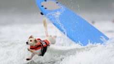 Cody, a one-year-old Cockaweenie, bails during the surfing competition of the Purina Incredible Dog Challenge in San Diego, California, in this Purina handout taken June 8, 2012. This canine sporting event features a variety of events including dog surfin