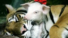 		<p>A piglet snuggles with its tiger buddy at Siracha Zoo, 50 miles east of Bangkok, the Thai capital. The zoo is trying to boost the number of visitors by showing how domestic animals such as pigs and wild animals such as tigers can live together in har